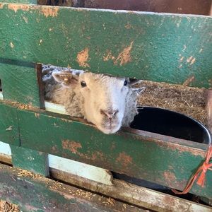 Meet your Posher, Paige